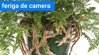 Ghid Ingrijire Feriga Davallia