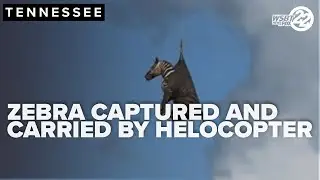 Drone video reveals moments missing zebra 'Ed' is captured in Rutherford County