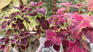 My garden tour 🙂