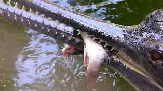 Gharial Crocodile Facts, Attack, Sound | Reptiles Animals | Wildlife Sanctuary | Endangered Species