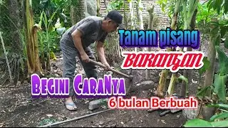 Cara Tanam Pisang Barangan di pekarangan#flora gowata