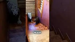 На пороге дома встретил леопарда 🐆🤔 #милыеживотные #животные