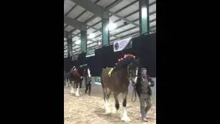 End of day parade and presentations Saturday National Shire Horse Show 2016