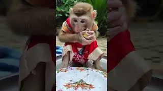 Cute monkey sharing laughs with pets#shorts #viralshorts #cutemonkey #monkeyshorts #funnyanimals