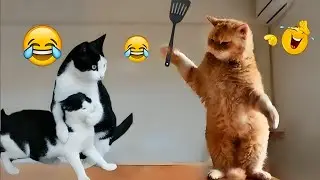 Paws And Chuckles: Funny Cats CAUGHT In Silly Situations!