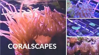 Coralscapes at Elite Reef | hammer coral, pipe organ, duncans, sunburst anemone