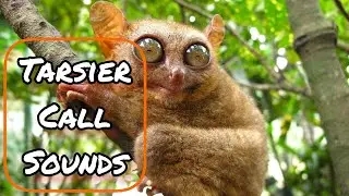 Tarsier Call Sounds !! No Copyright .