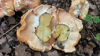 Hydnum repandum, (Ежовик жёлтый), August 27, 2021