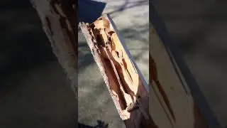 Termite Inspection | San Jose Fumigation Company Van Hooser Enterprises