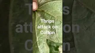Thrips Attack on cotton crop...
