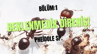 Pheidole Sp. G&uuml;nl&uuml;ğ&uuml;: B&ouml;l&uuml;m 1 | Beklenmedik Direniş 🐜🔥