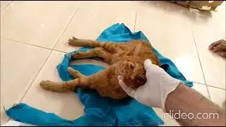cas clinique neurologie : syndrome paralytique chez un chat (trauma)