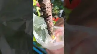 How to Air Layer Ficus Plants for BIG Roots Fast | Works for Altissima, Fiddle Leaf & More!