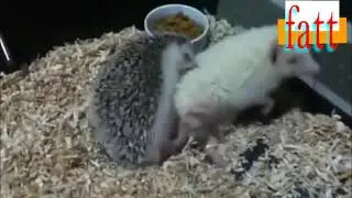 Hedgehog Mating // التزاوج عند القنافذ