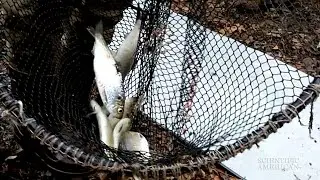 400 Fish Released into the Revitalized Bronx River