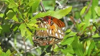 Fritillary Life Cycle