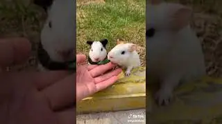 tik tok marmut lucu imut