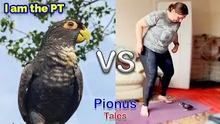 Parrots vs Exercise