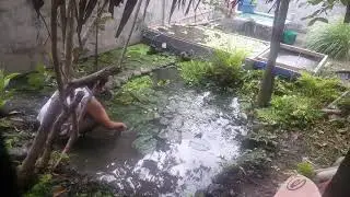 Mini Mud Pond Cleaning