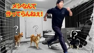 【多頭飼いルーティン②】撮影で鬼忙しいから時短メシに頼る！