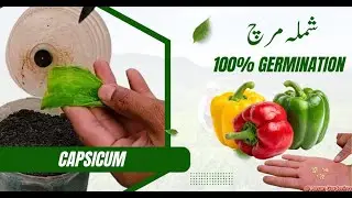 Shimla Mirch Seed Lagane Ka Sahi Tareeqa | 100% Germination Tips | Aasan Gardening