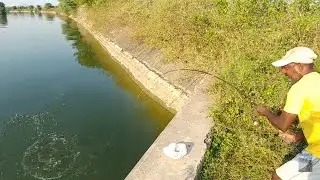 Amazing hook fishing | Catching rohu fishes