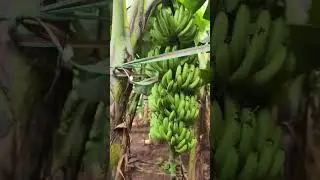 G9 Tissue Culture Banana Plants #vishalthore #bananaplants
