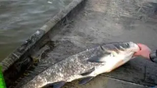 Killing asian carp