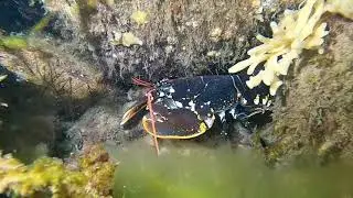 Incredible beautiful Lobsters in Denmark - Coldwater scuba diving at it&acute;s best.