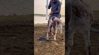 Snake vs goat