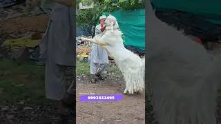 jallad the most KHUNKHAR hansa tarr gulabi for sale