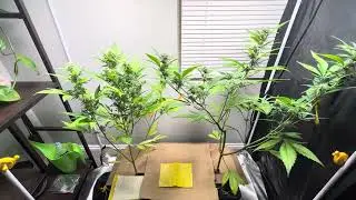 Fast buds gorilla cookies purple lemonade 49 days from sprout build a soil 3.0 earthbox ￼