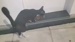 another cat  waiting near the signal/helpstrayanimals