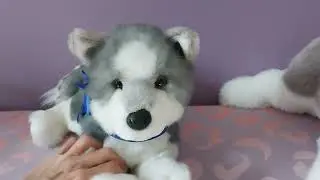 Unboxing Sasha the Husky Puppy Plush by Douglas Cuddle Toys 🐾