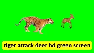 tiger attack deer hd green screen. bd primary schools.