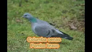 O pombo bravo  ( Columba oenas  )