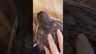 Нежнейшие пяточки Лювака 💖