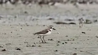 Common ringed plover . Short video 4K-UHD Birds Photography | Wild Video | Wildlife Animals