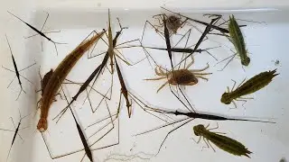 Collect Aquatic animals in countryside, I got aquatic insect, crab, fish, small frog