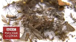 В Британии борются с нашествием капустной моли
