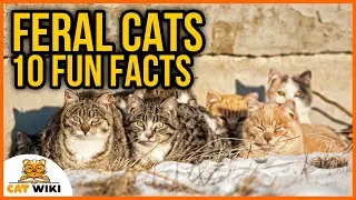 10 Amazing Feral Cat Facts