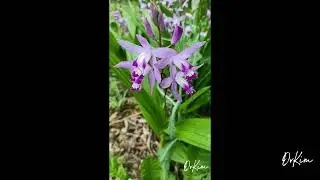 Bletilla striata(hyacinth orchid) at Tianjin University of Traditional Chinese Medicine - Bạch Cập