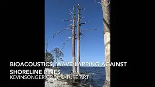 Bioacoustics, Mashes Sands Waves and Shoreline Pine