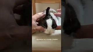 Satisfying Full Set Bunny Massage.