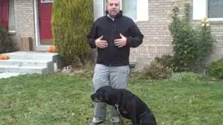 Teach your dog to speak on command