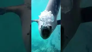 🫧Bubbles make everything better🫧 #sealion #bubbles