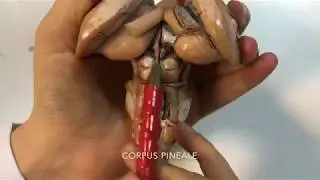 DIENCEPHALON ANATOMİSİ
