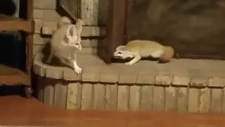 Fennec Fox TURF WAR!! And Territory Marking Behaviors