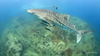 Two Whale Sharks at Shark Island - Koh Tao, Thailand 20th February 2017