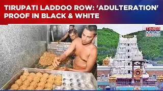 Tirupati Prasadam Row: CFTRI Report Finds Evidence Of Ghee Adulteration In Tirupati Laddus | WATCH